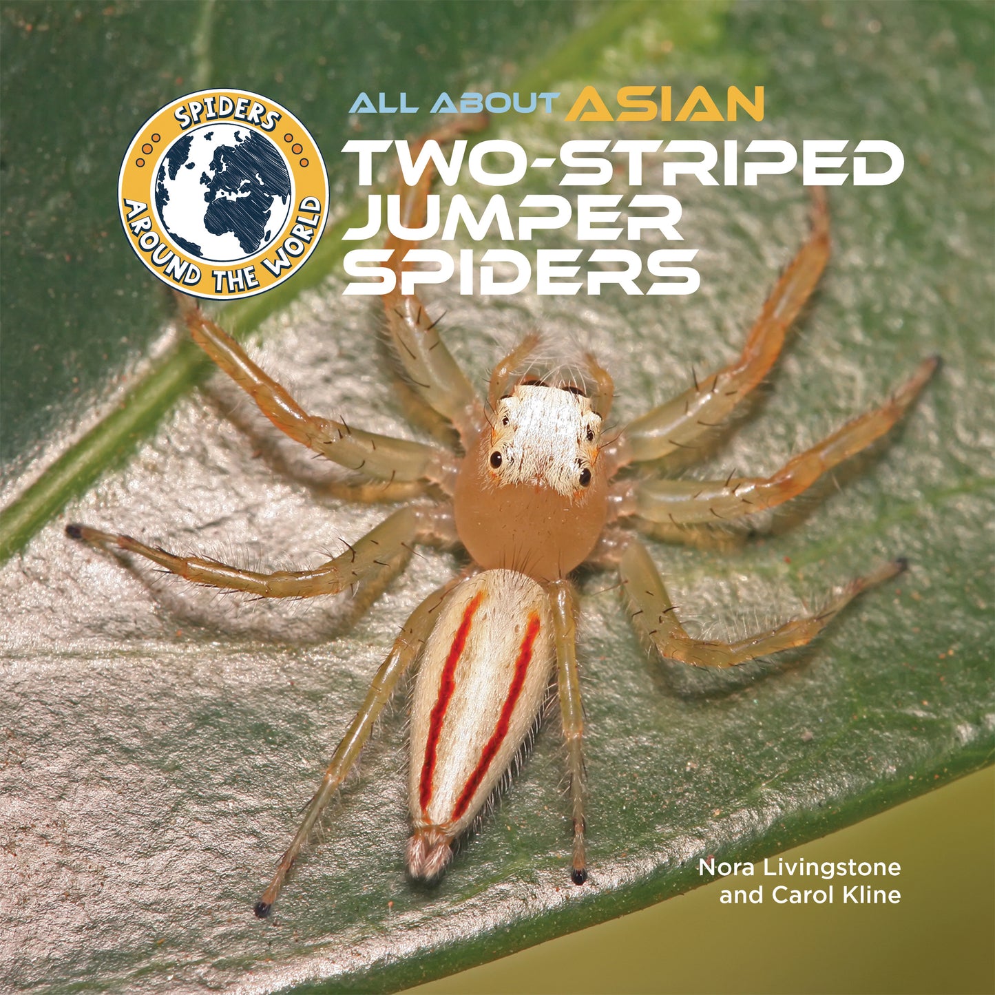 All About Asian Two-Striped Jumper Spiders