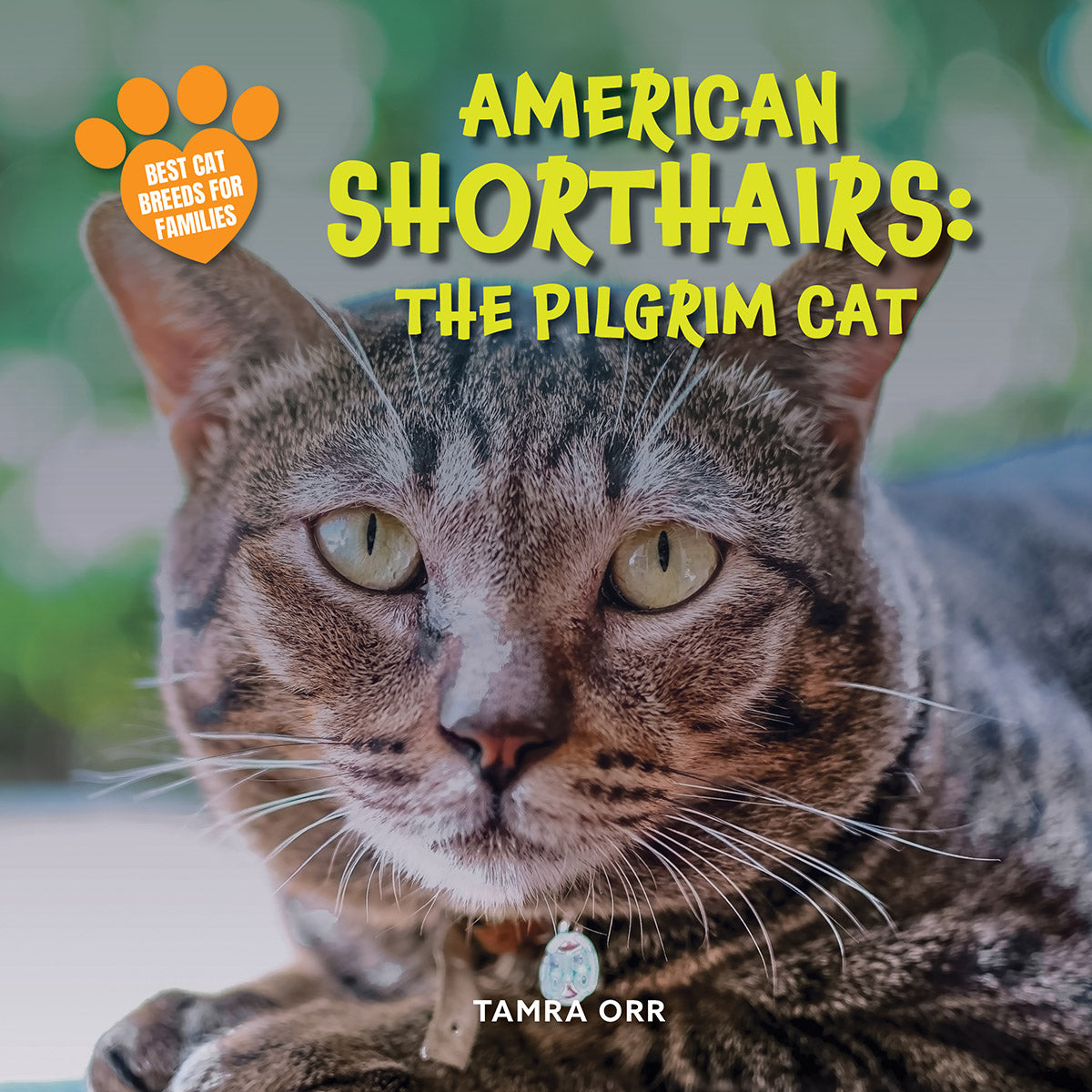 American Shorthairs: The Pilgrim Cat