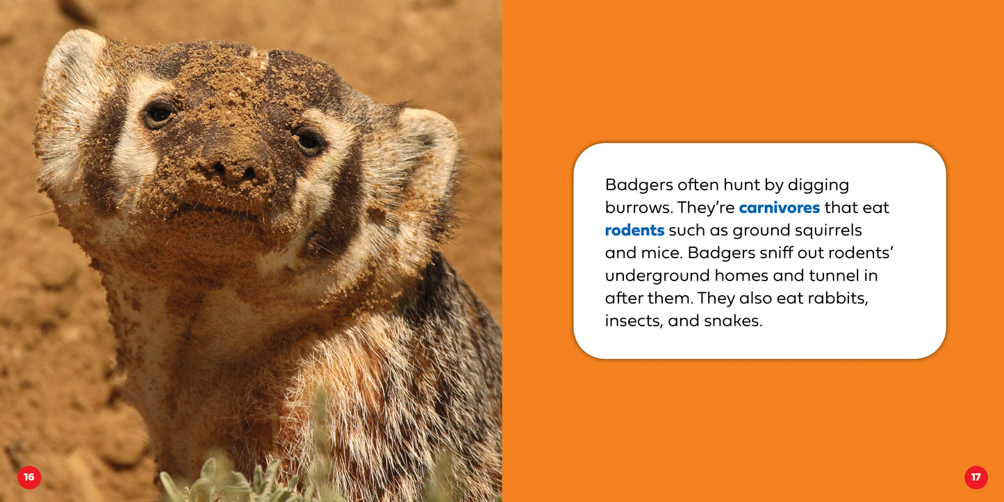 Let's Look Inside a Badger's Den