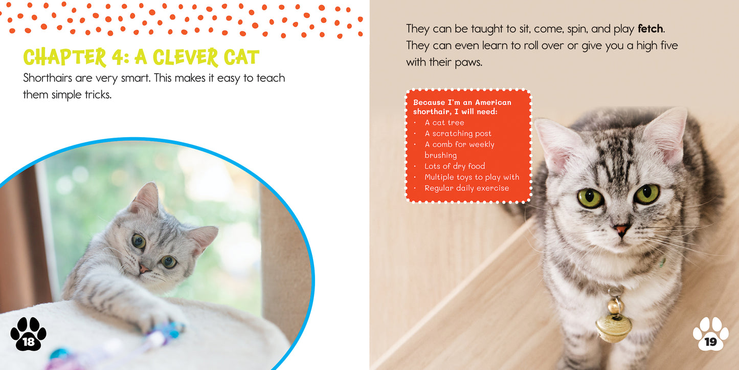 American Shorthairs: The Pilgrim Cat