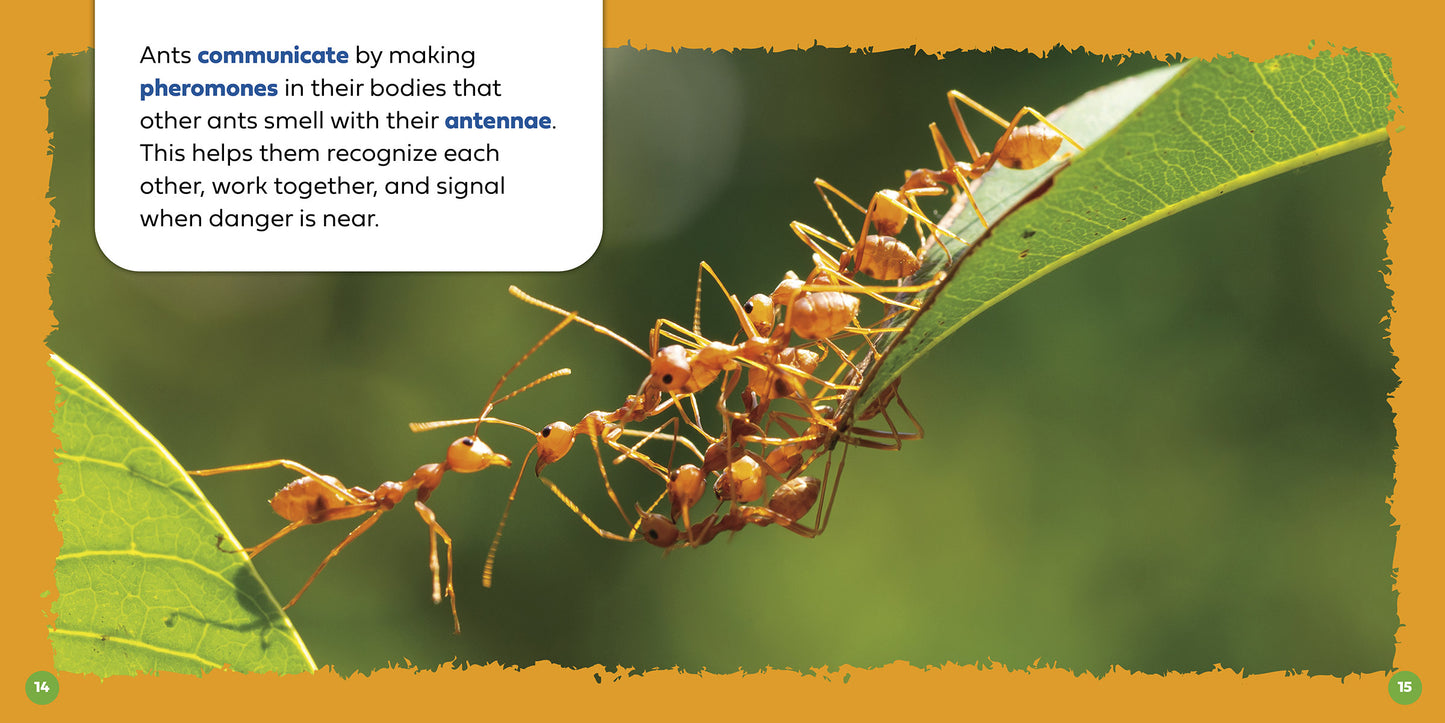 Let's Look Inside an Ant's Nest