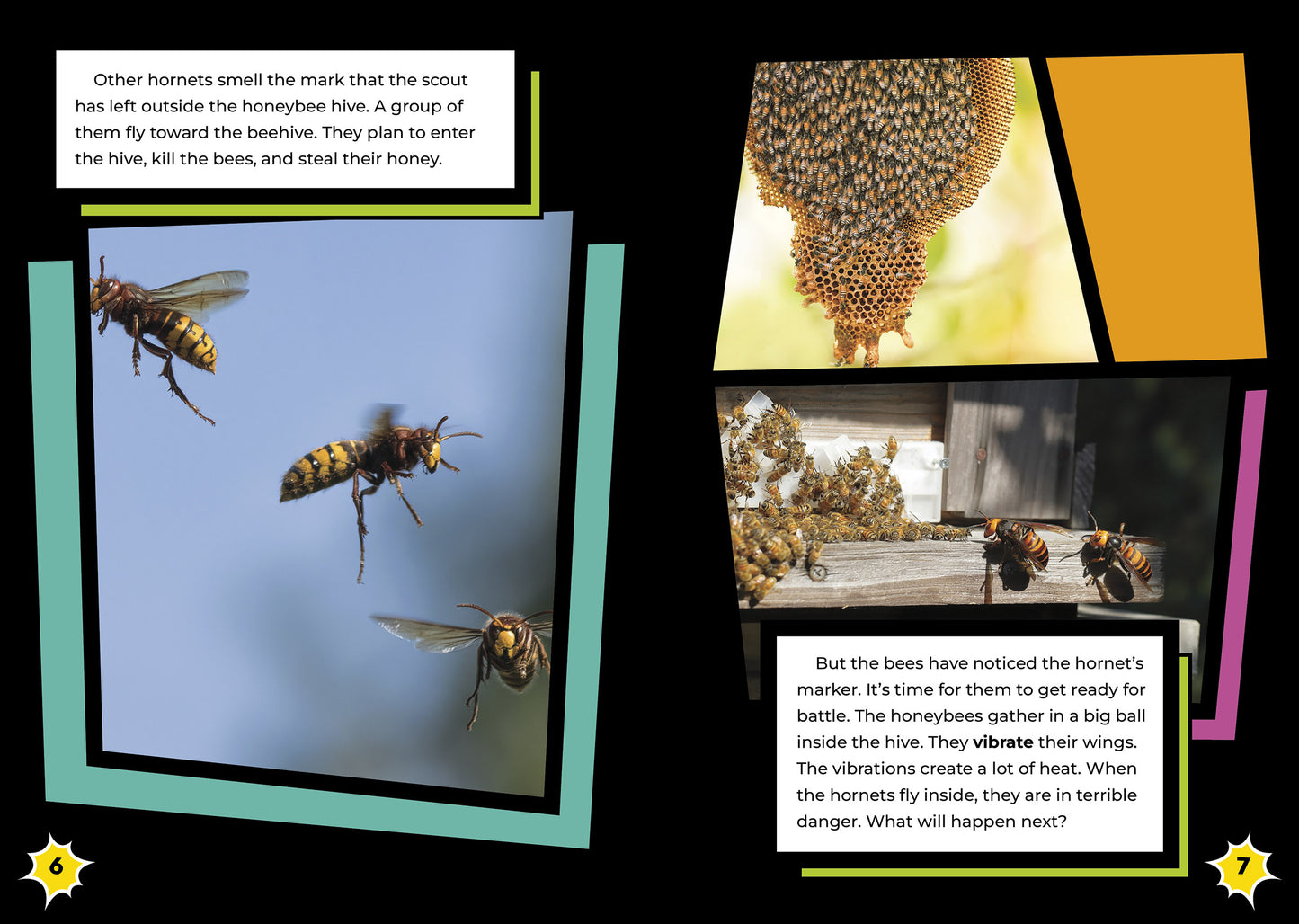 Honeybee vs. Hornet