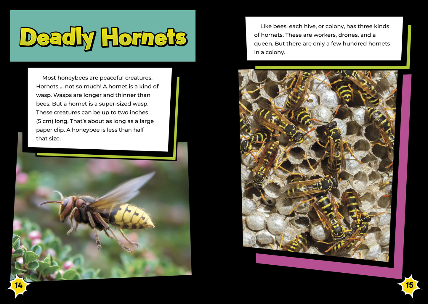 Honeybee vs. Hornet