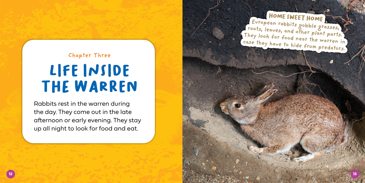 Let's Look Inside a Rabbit's Burrow
