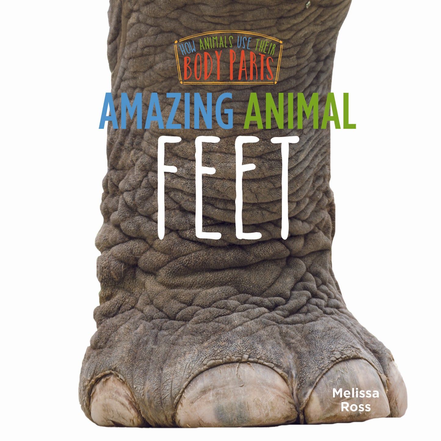 Amazing Animal Feet