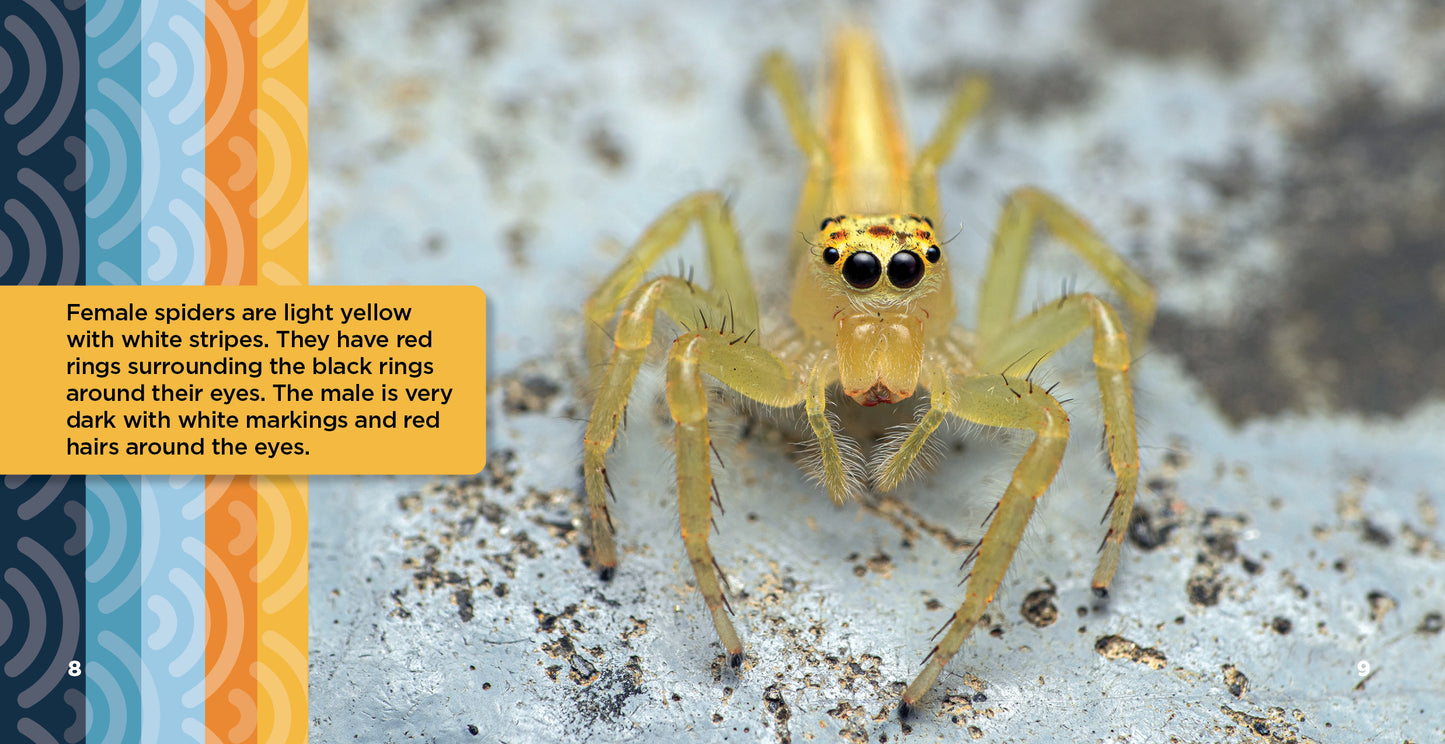 All About Asian Two-Striped Jumper Spiders