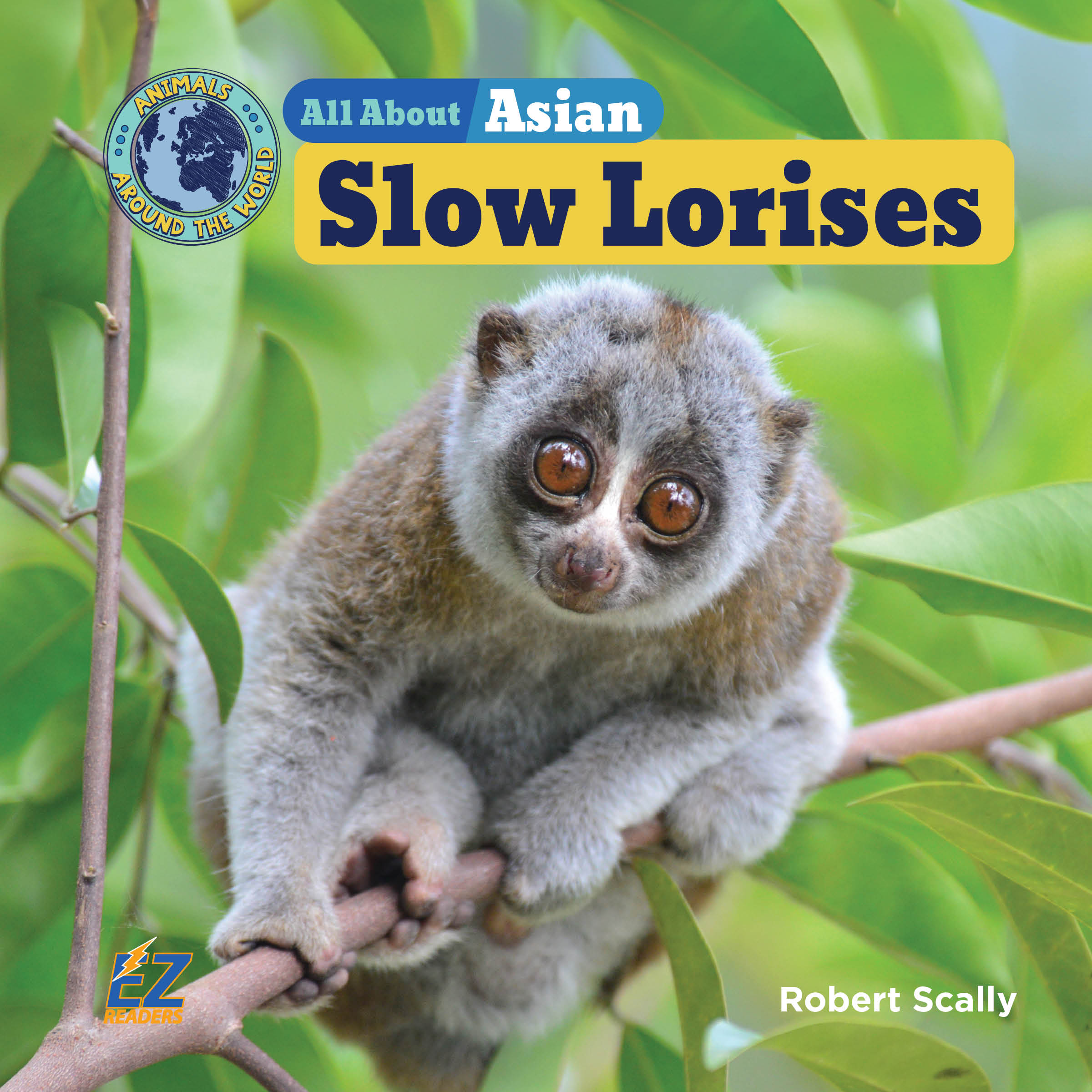 The slow loris is small. They look like cute teddy bears. The slow ...