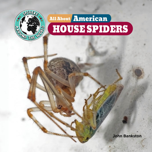 All About American House Spiders