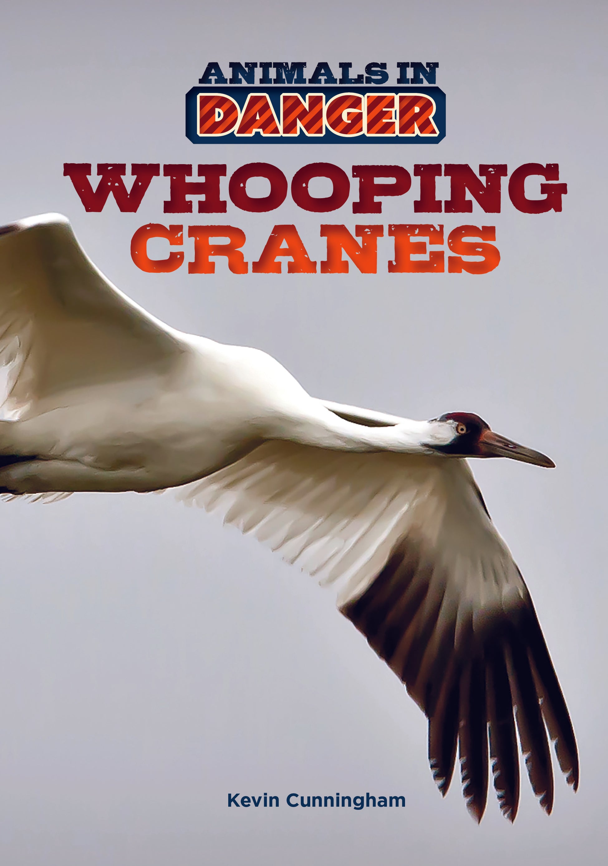 The Whooping Crane Is One Of North America s Rarest and Tallest Birds the-whooping-crane-is-one-of-north-america-s-rarest-and-tallest-birds