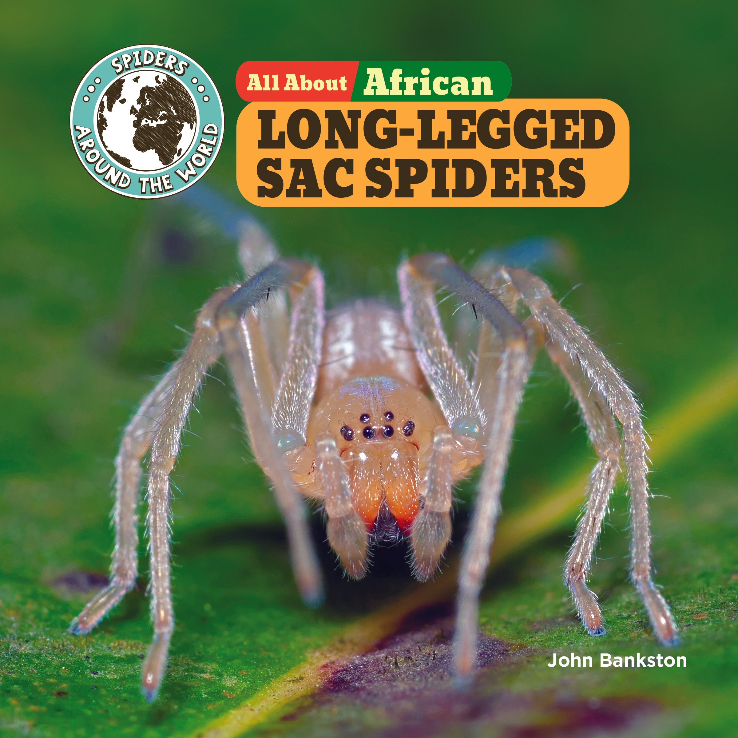 How To Identify And Eliminate South African Sac Spiders - j6d0uum
