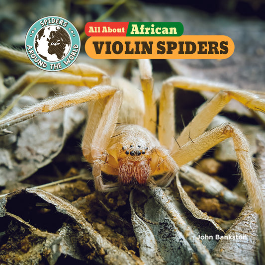 All About African Violin Spiders