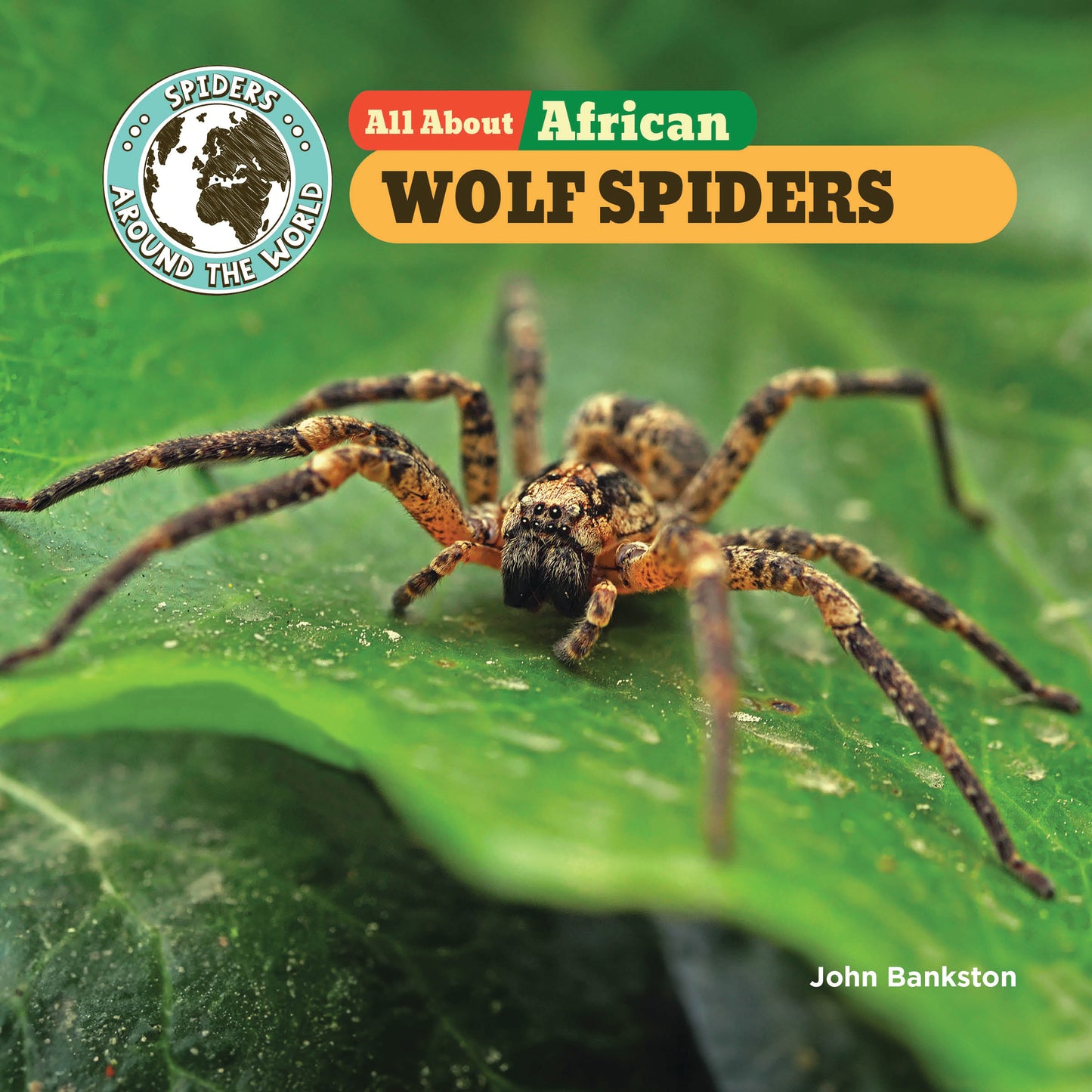 All About African Wolf Spiders