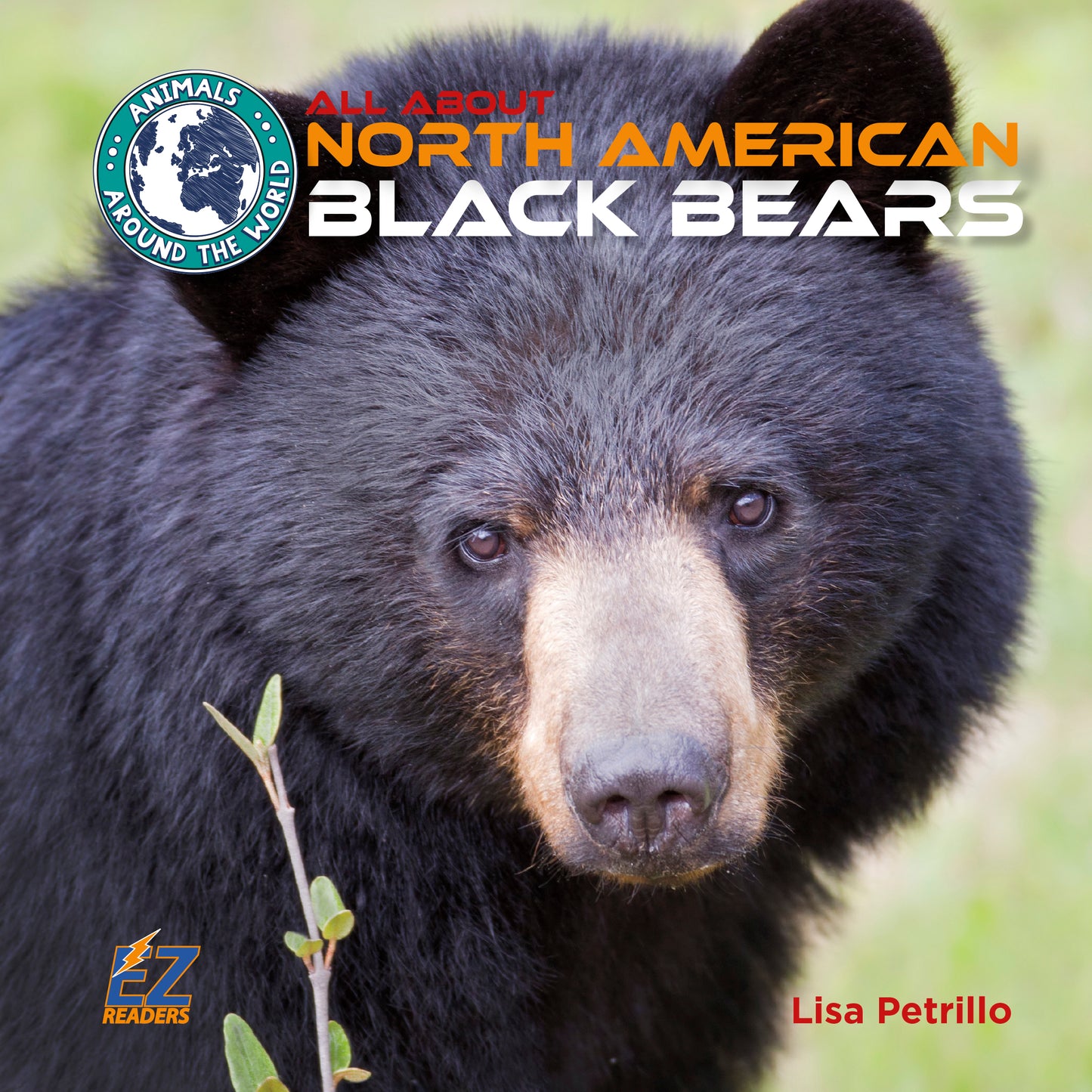 All About North American Black Bears