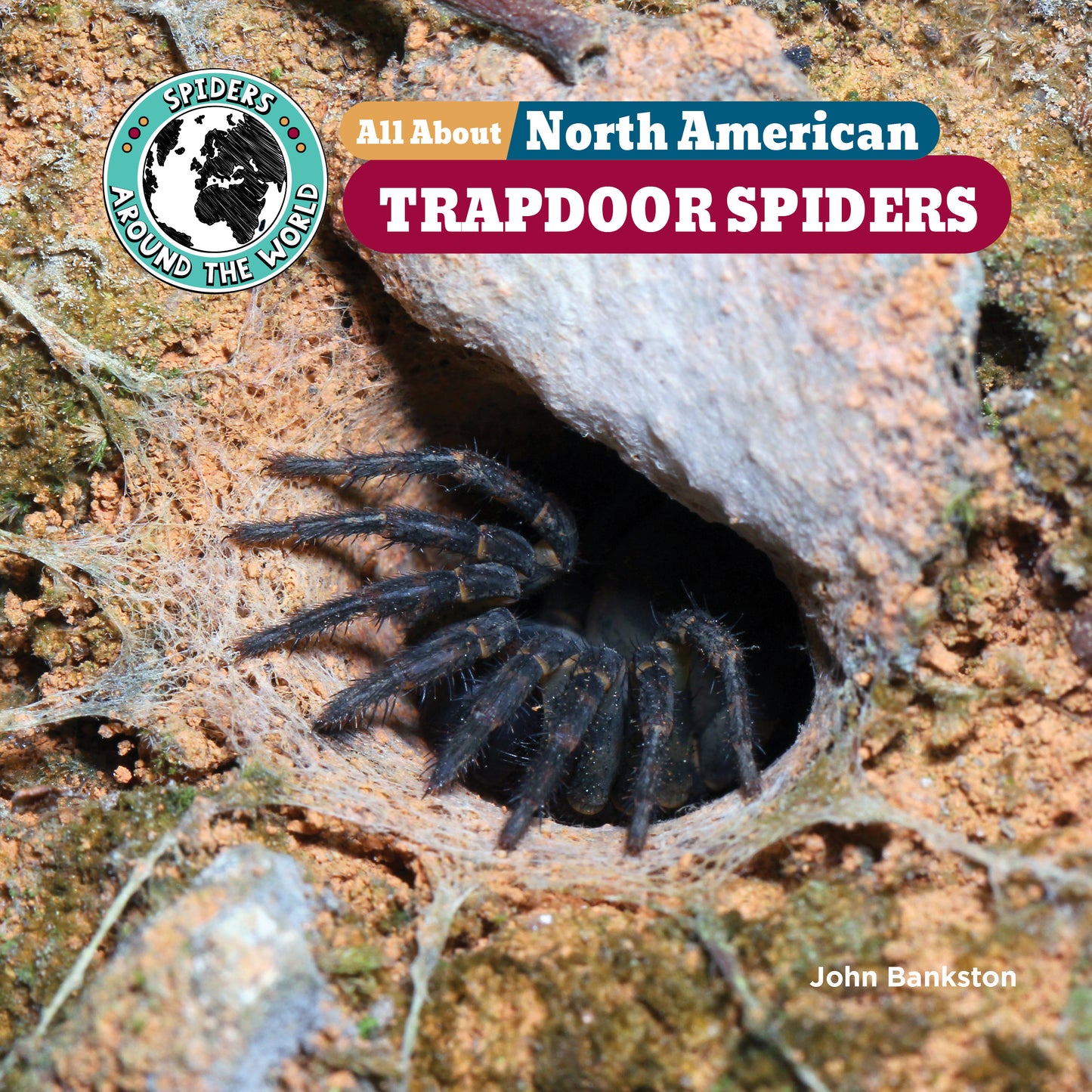 All About North American Trapdoor Spiders