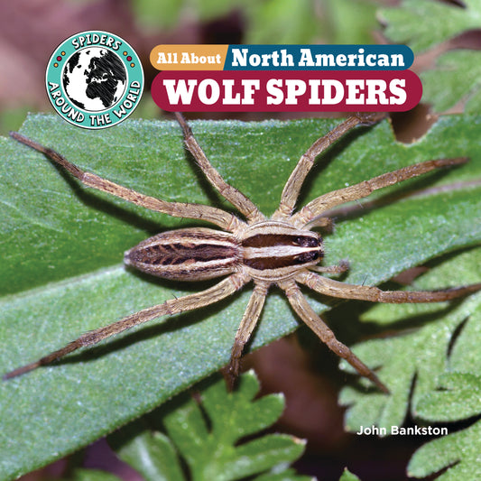 All About North American Wolf Spiders