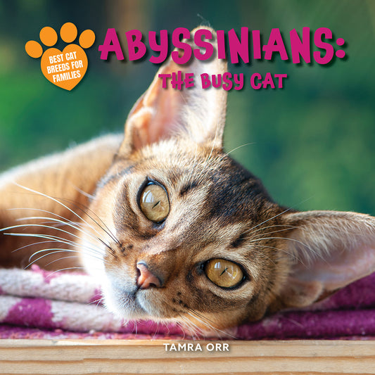 Abyssinians: The Busy Cat