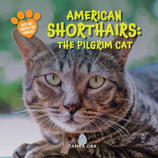 American Shorthairs: The Pilgrim Cat