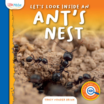 Let's Look Inside an Ant's Nest