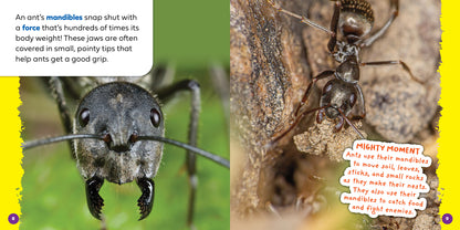 Ants That Build Cities