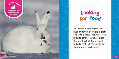 All About Arctic Hares