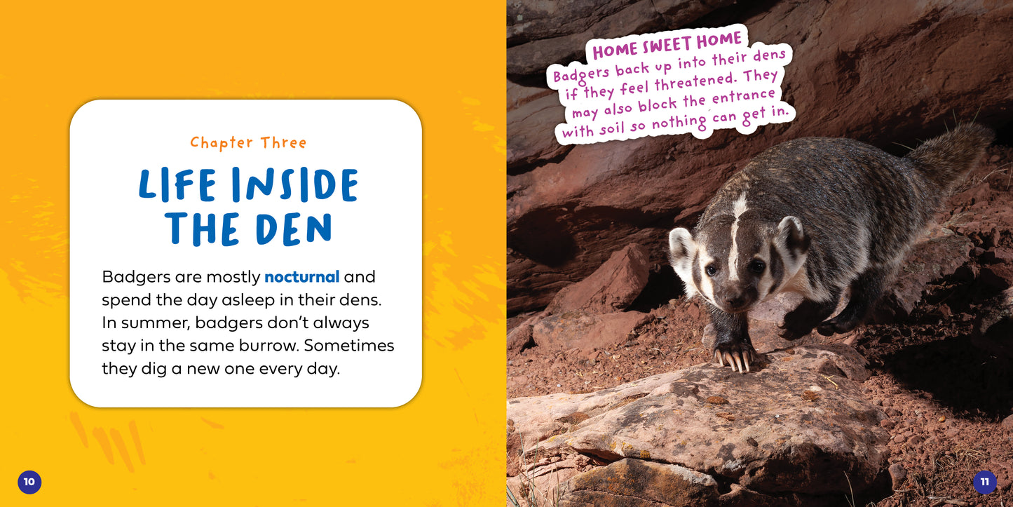 Let's Look Inside a Badger's Den