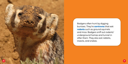 Let's Look Inside a Badger's Den