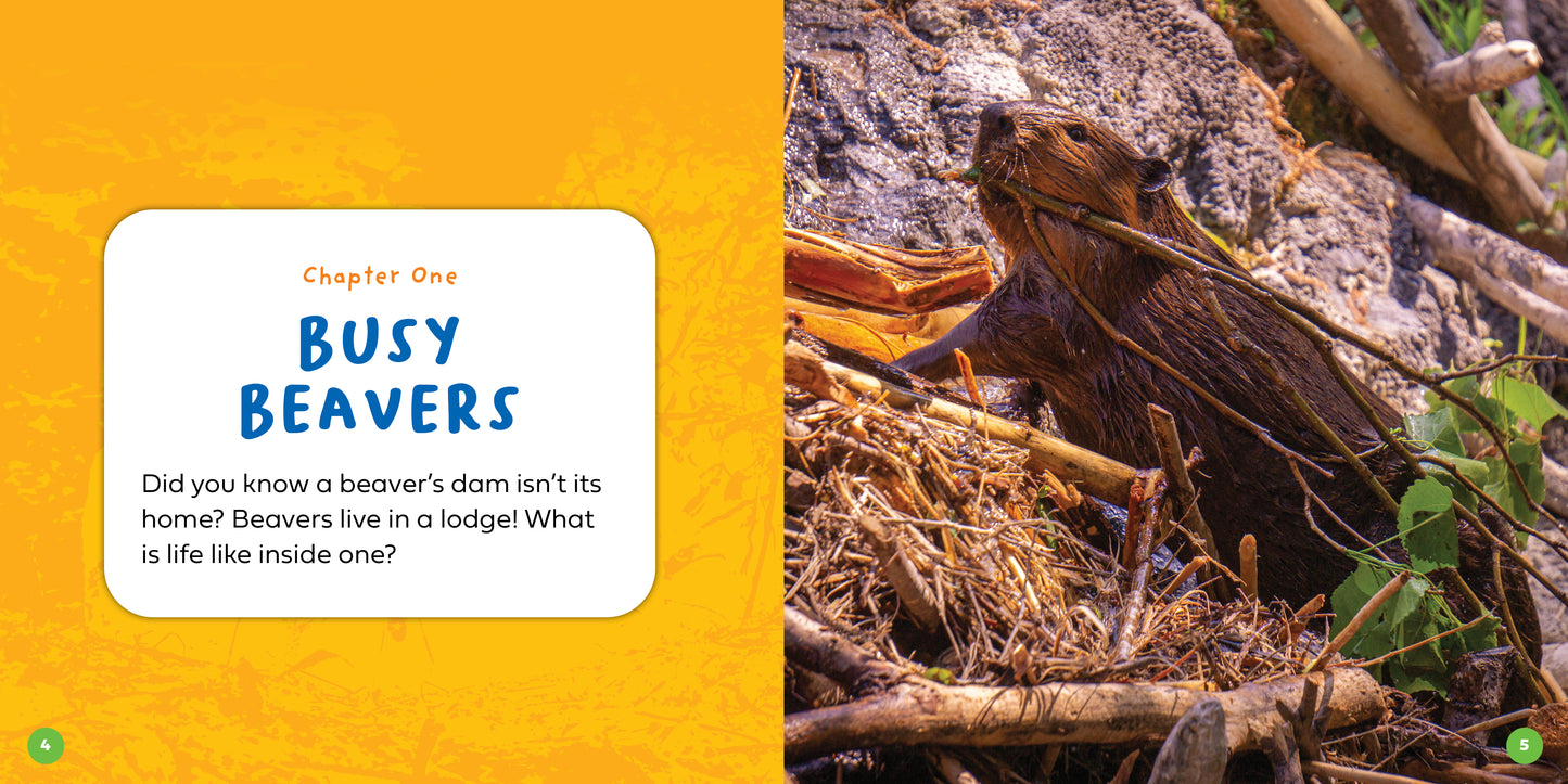 Let's Look Inside a Beaver's Lodge
