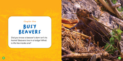 Let's Look Inside a Beaver's Lodge