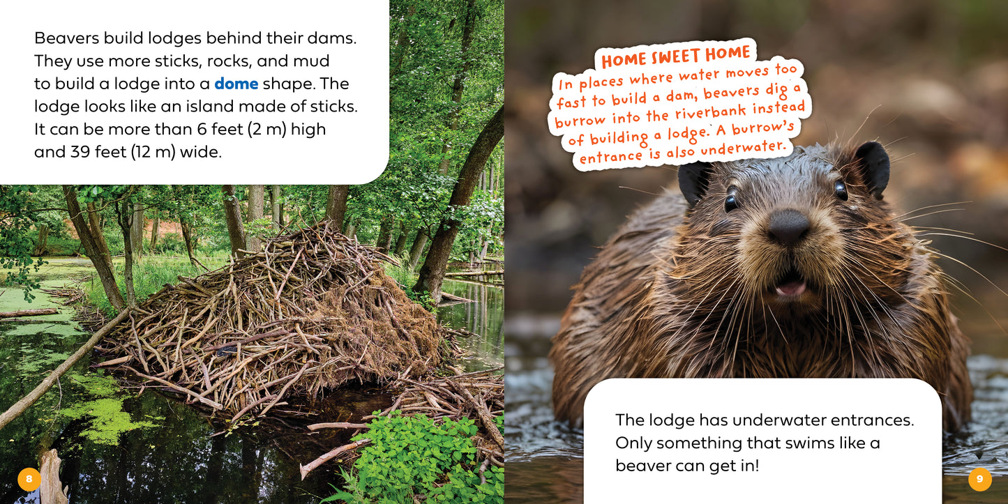 Let's Look Inside a Beaver's Lodge