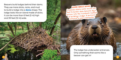 Let's Look Inside a Beaver's Lodge