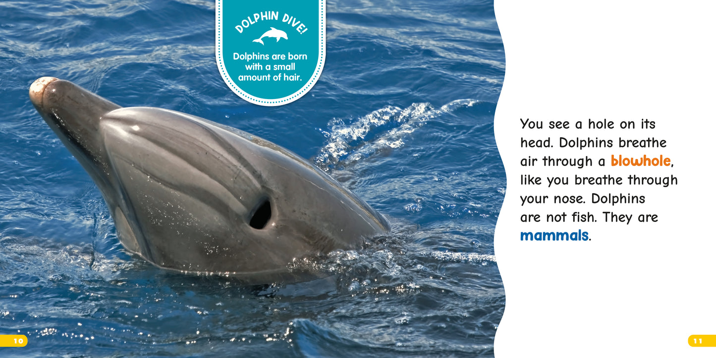 All About Bottlenose Dolphins