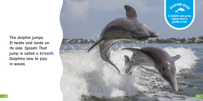 All About Bottlenose Dolphins