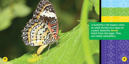 All About North American Butterflies