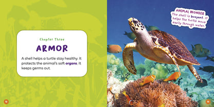 Can a Turtle Come Out of Its Shell?