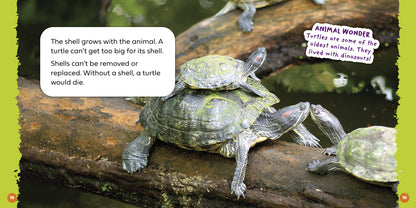 Can a Turtle Come Out of Its Shell?