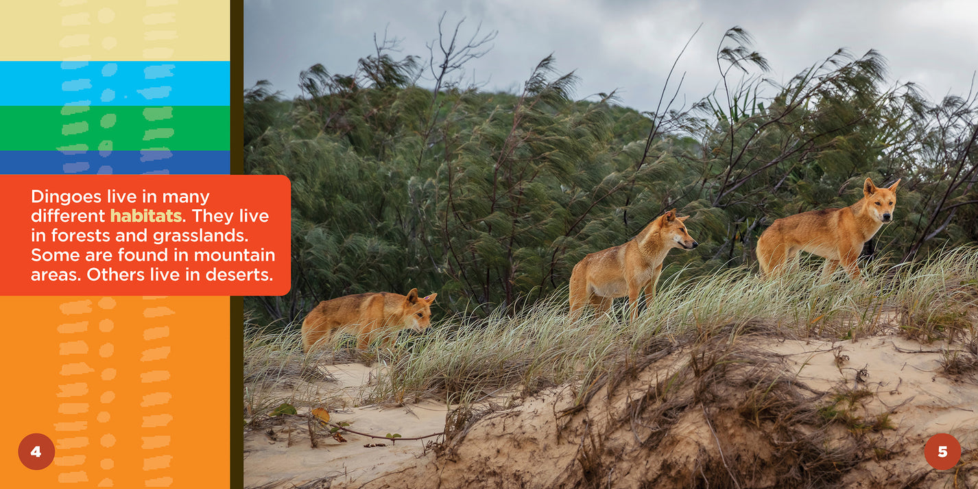 Dingoes are found in almost every part of Australia. These top ...