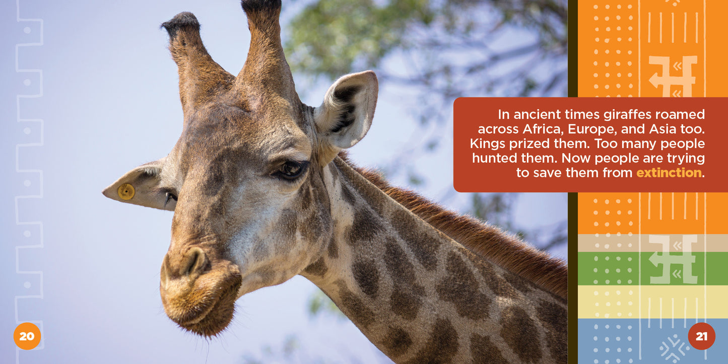 All About African Giraffes