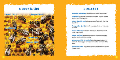 Let's Look Inside a Bee's Hive