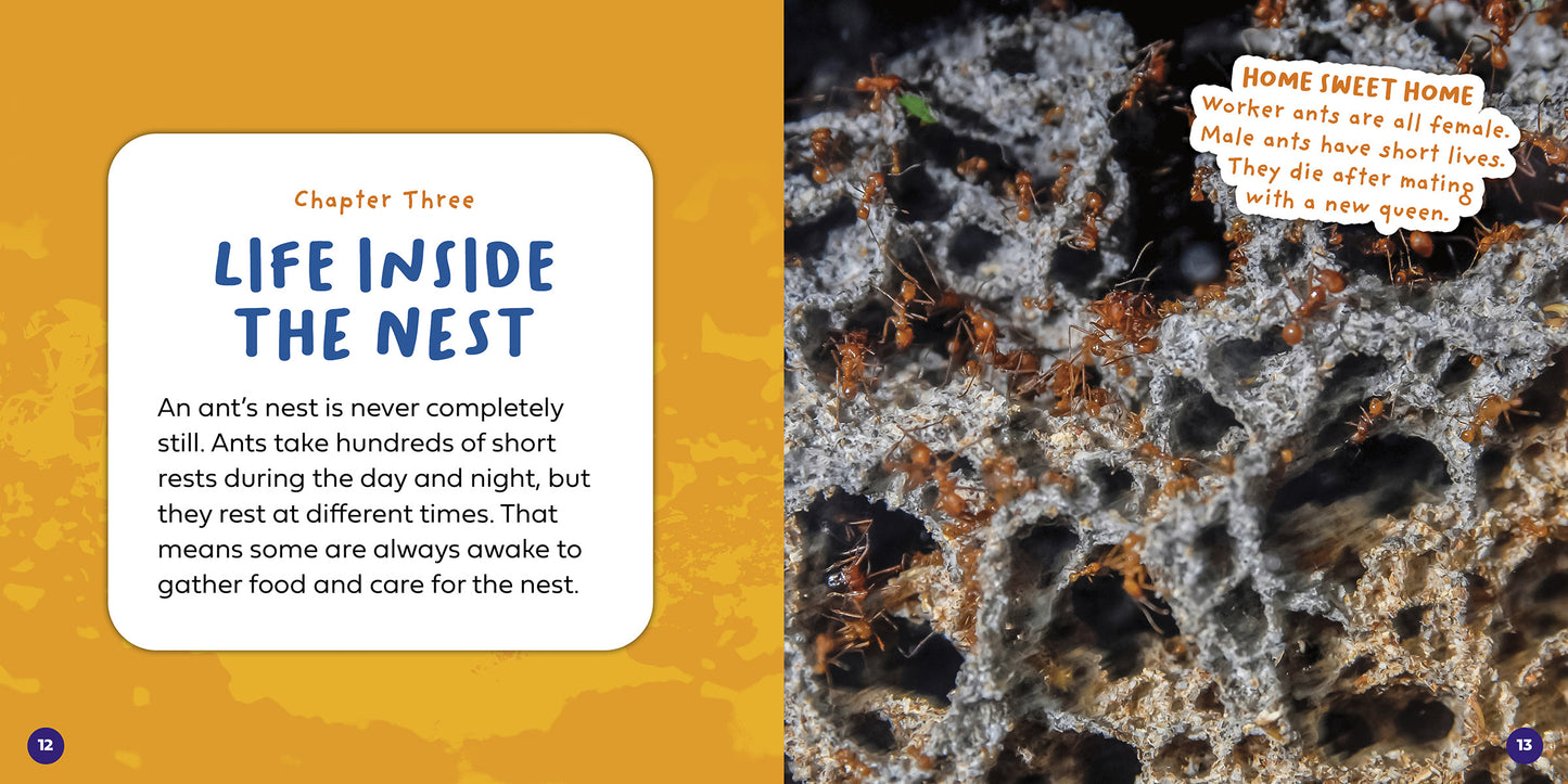 Let's Look Inside an Ant's Nest