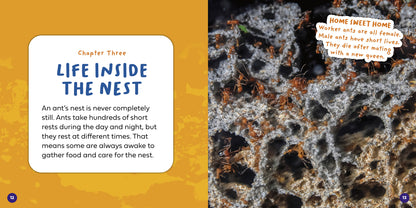 Let's Look Inside an Ant's Nest