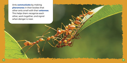 Let's Look Inside an Ant's Nest