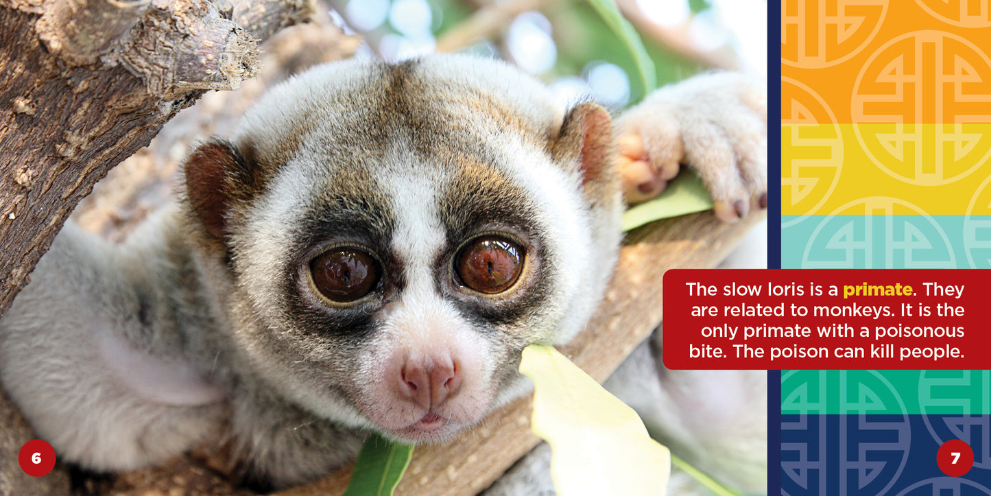 All About Asian Slow Lorises