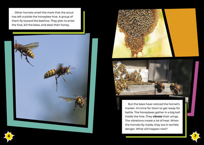 Honeybee vs. Hornet