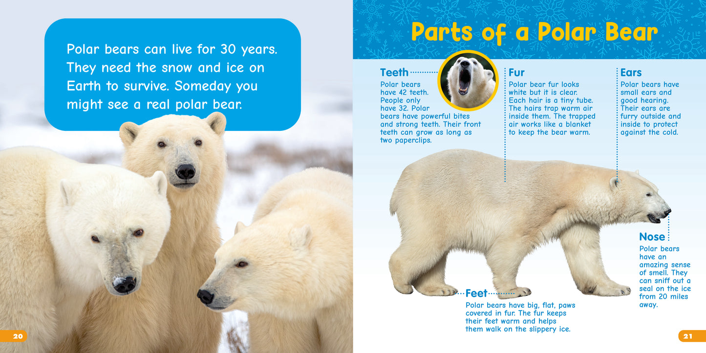 All About Polar Bears