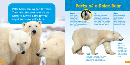 All About Polar Bears