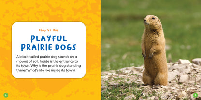Let's Look Inside a Prairie Dog Town