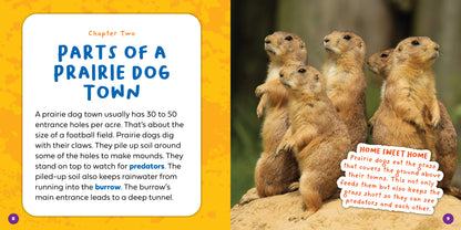 Let's Look Inside a Prairie Dog Town