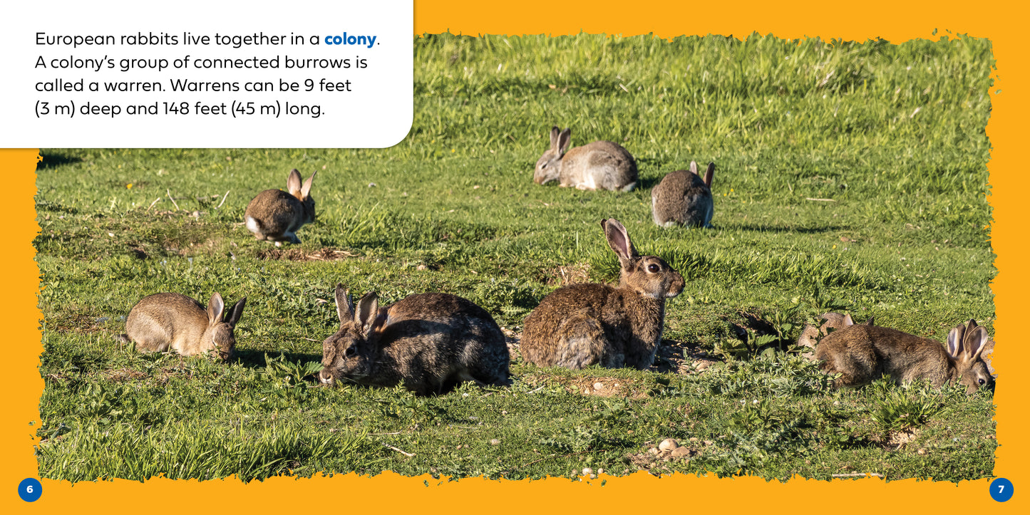 Let's Look Inside a Rabbit's Burrow