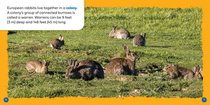Let's Look Inside a Rabbit's Burrow