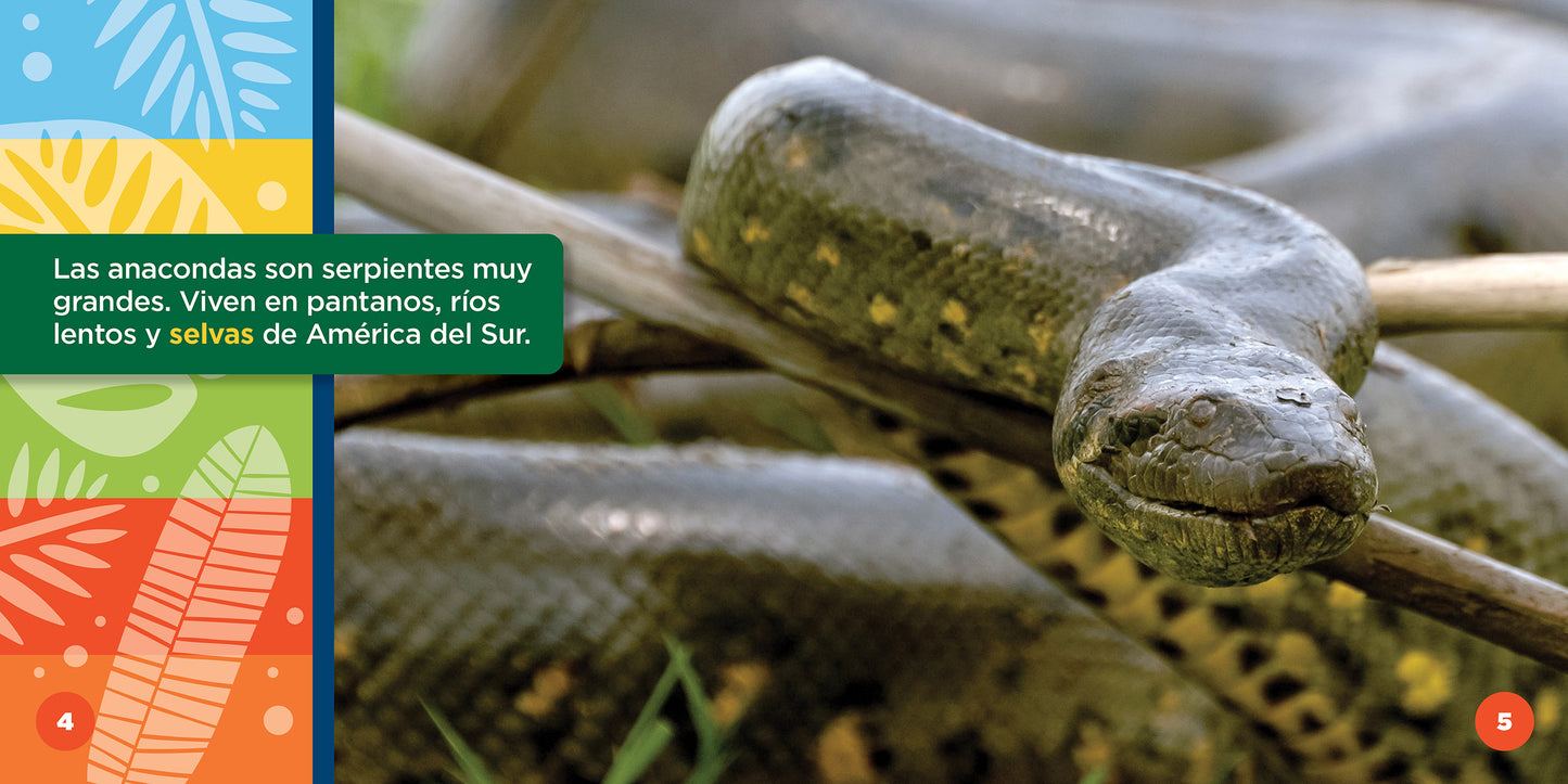 Todo sobre las anacondas verdes de América del Sur